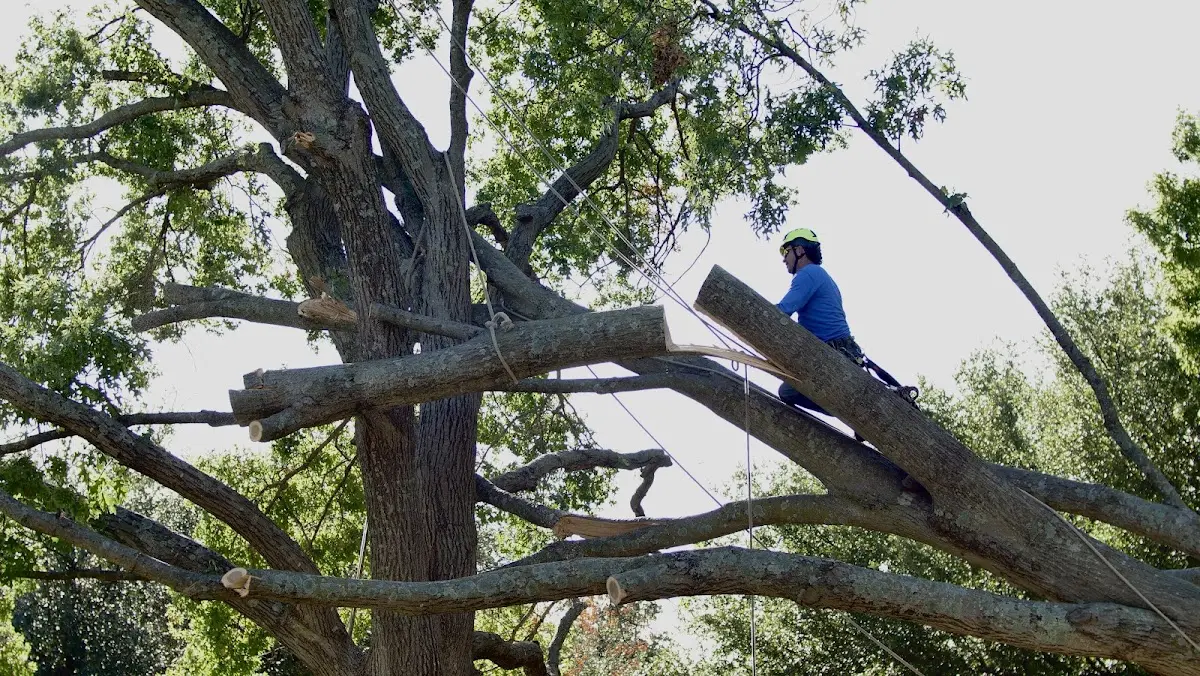 Professional Hazardous Tree Removal performed by certified arborists in Knoxville